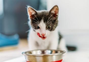 How Much and How Often You Should Feed Your Cat Preventive Vet